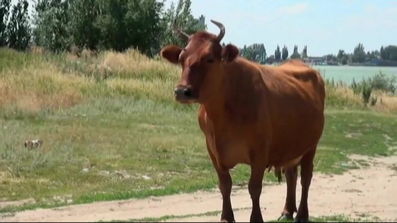док. фильмы