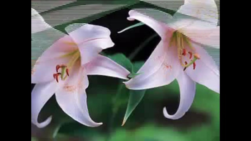 ДР ОЛИ