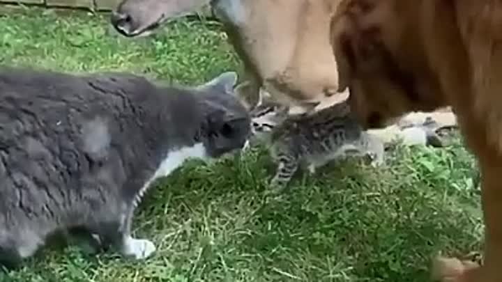 Животные