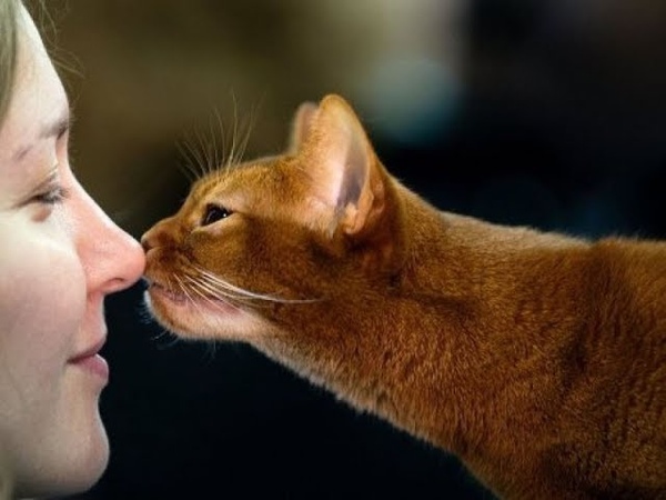 Кошки