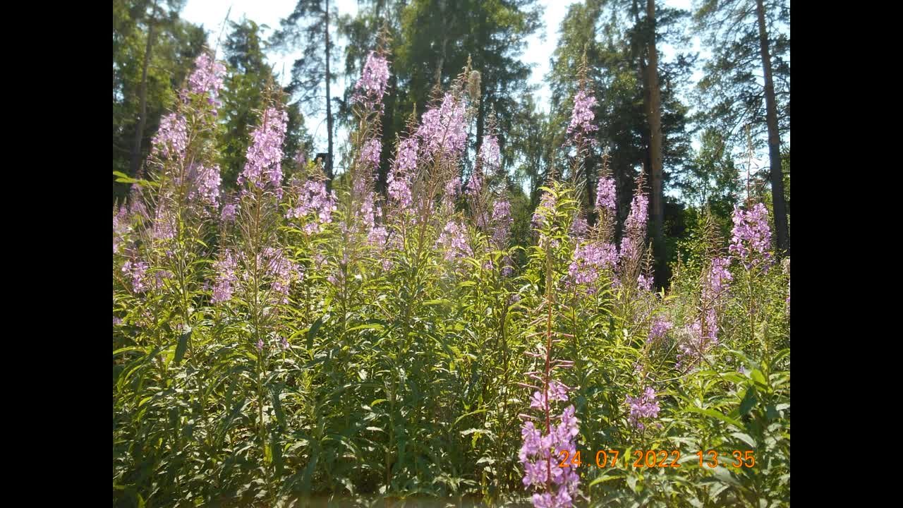сбор ягод на шихане-24-26.07.22г.