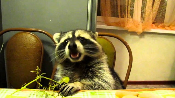 *Animals*