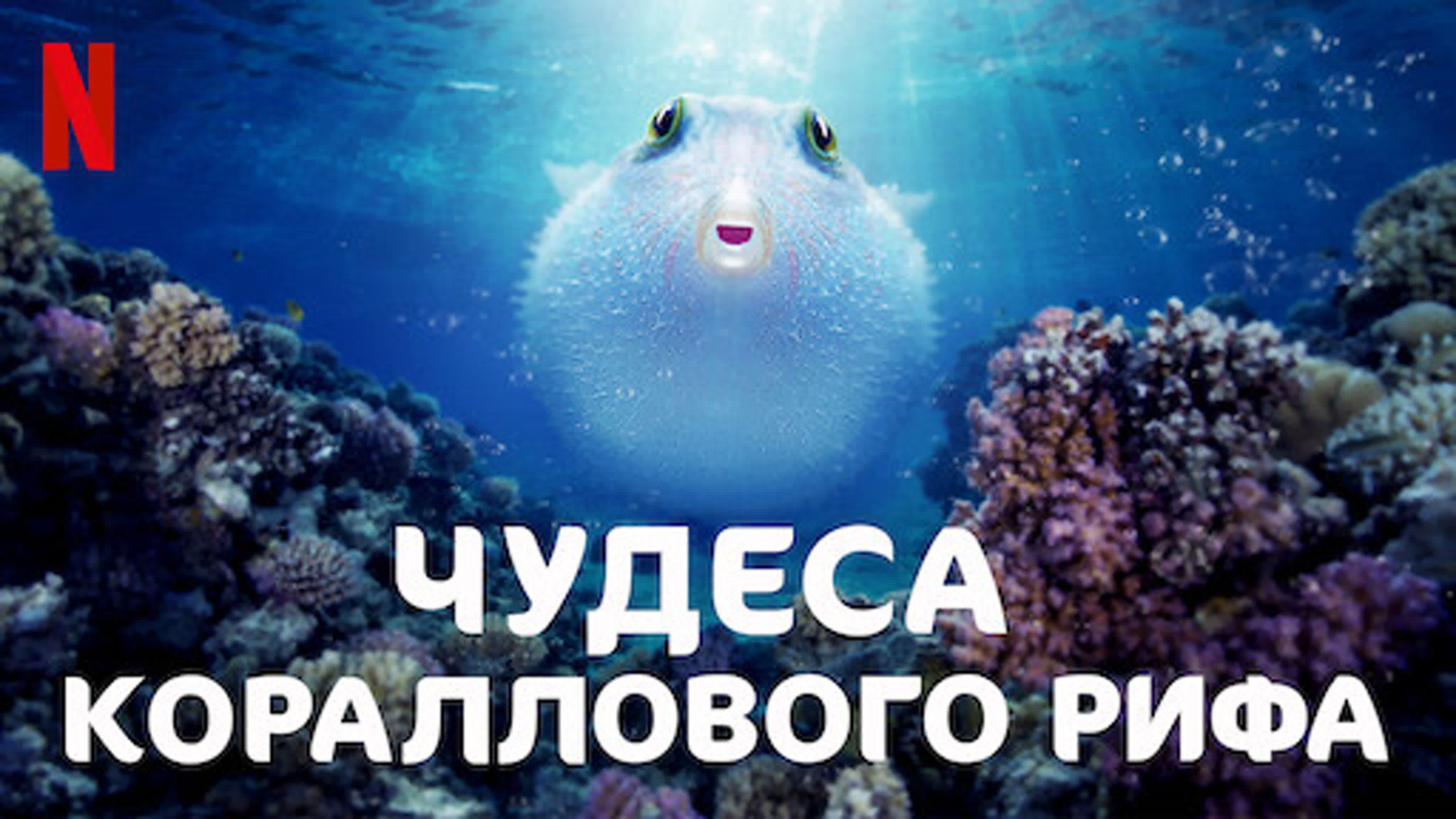 Животные
