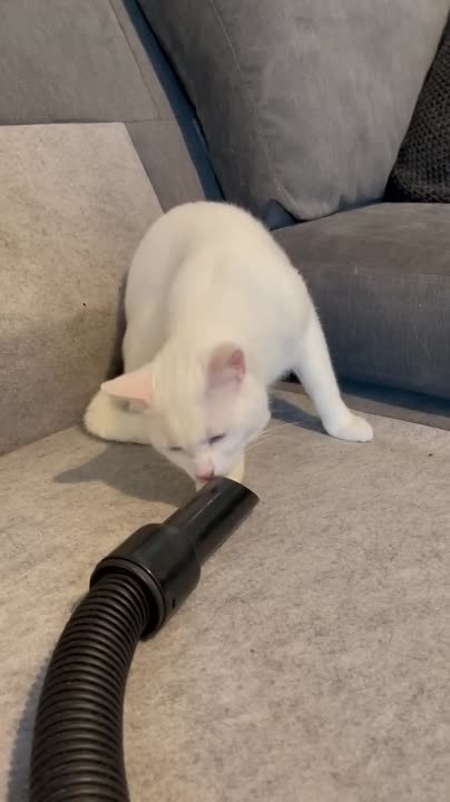КОТЭ-Неко