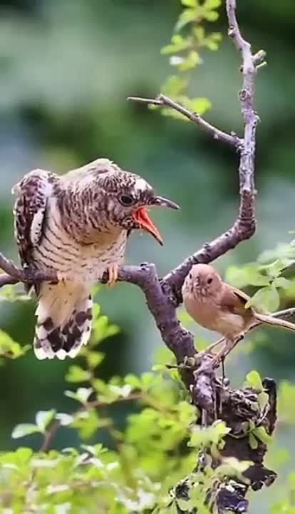 🎼 🎧 MúSiCaS & Coisinhas de AMOR 💏 🎸😍 🎷