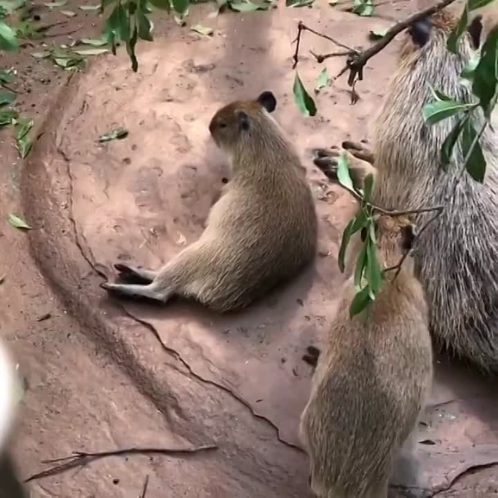 capybaras