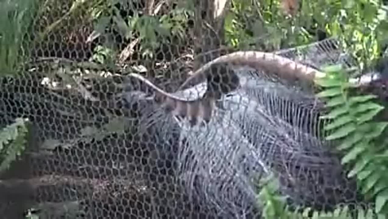 Факты о животных