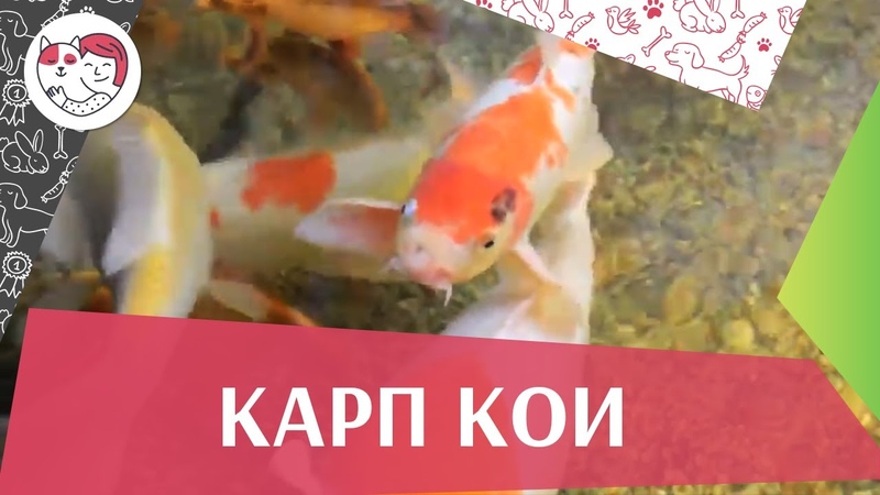 Карпы Кои