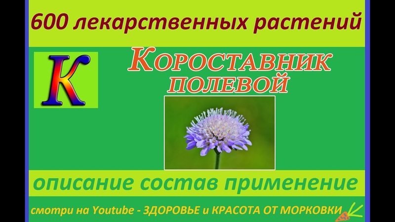 Травы  целебные