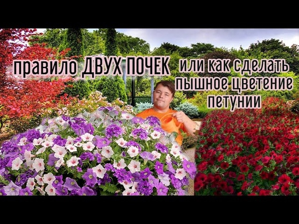 цветы - пятуньи