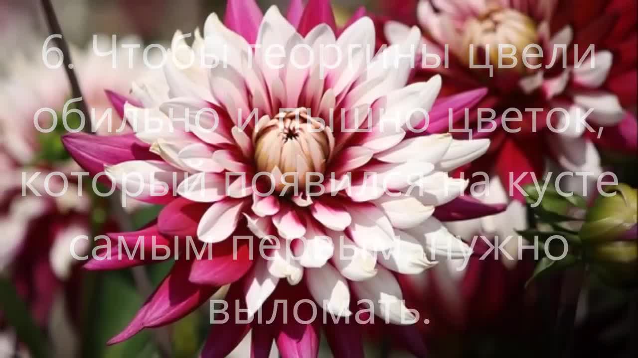 георгины