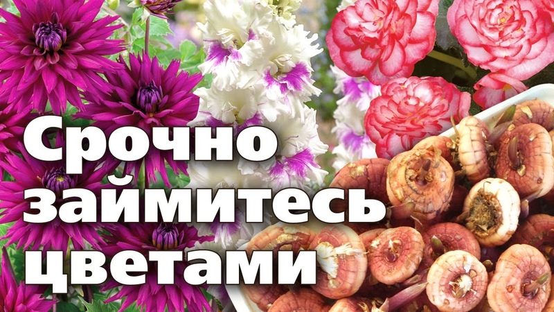 гладиолусы
