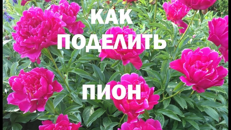 пионы