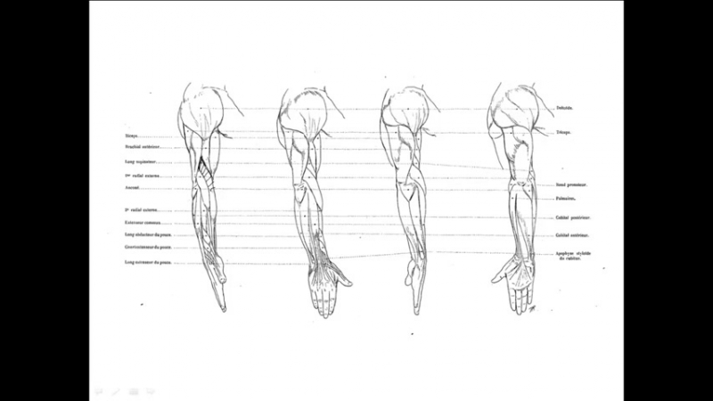 Analytical Figure Drawing Michael Hampton