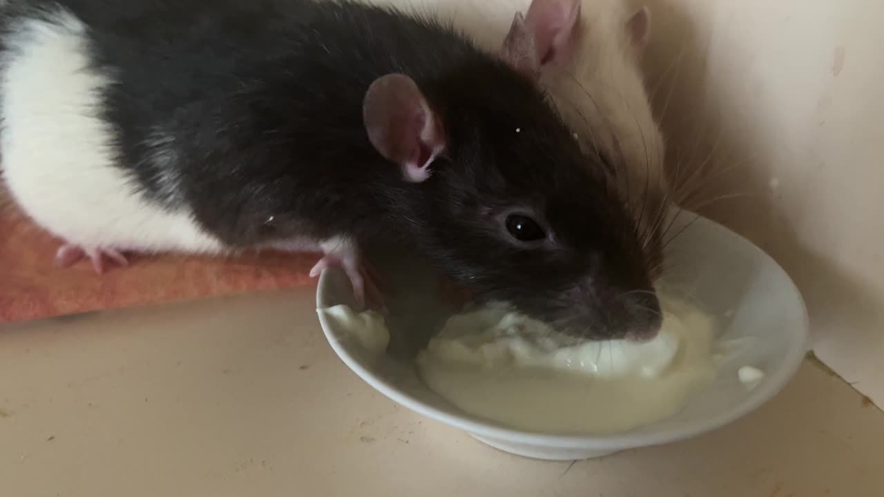 Цезарь