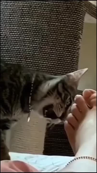 Юмор 4 (animals)