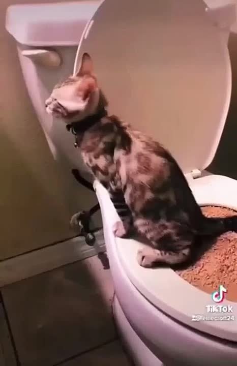 язык