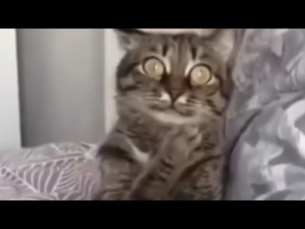 животные....