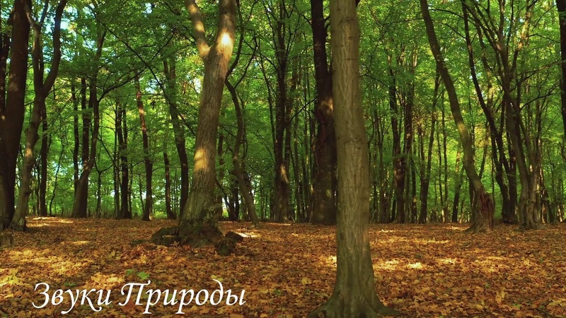 Звуки природы