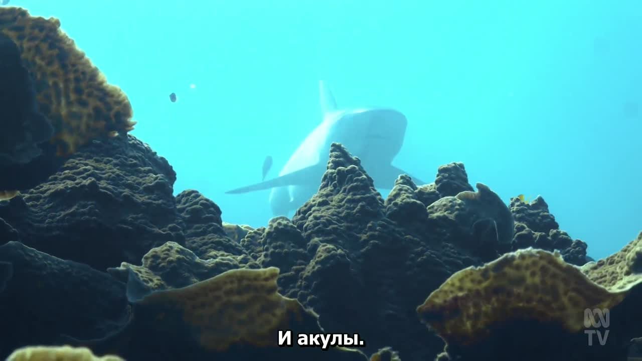 Нингалу.AU