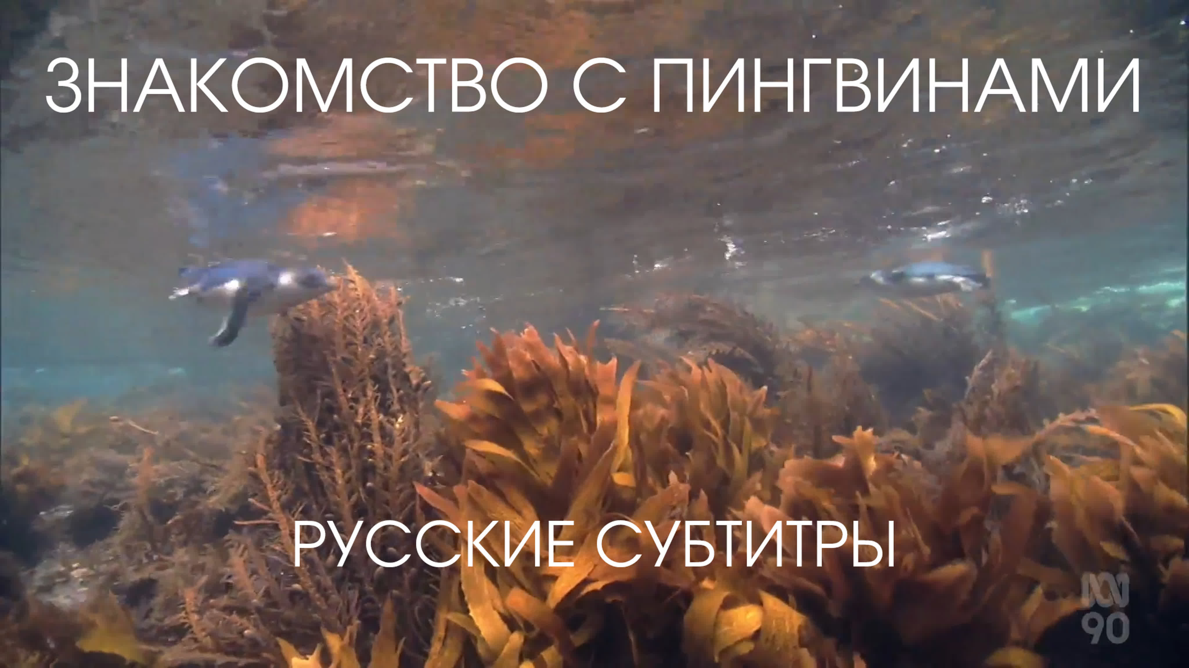 Знакомство с пингвинами.AU.документальный