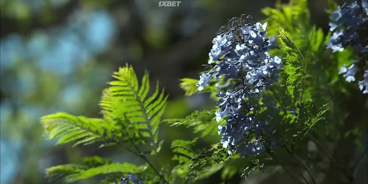 Эдем.AU