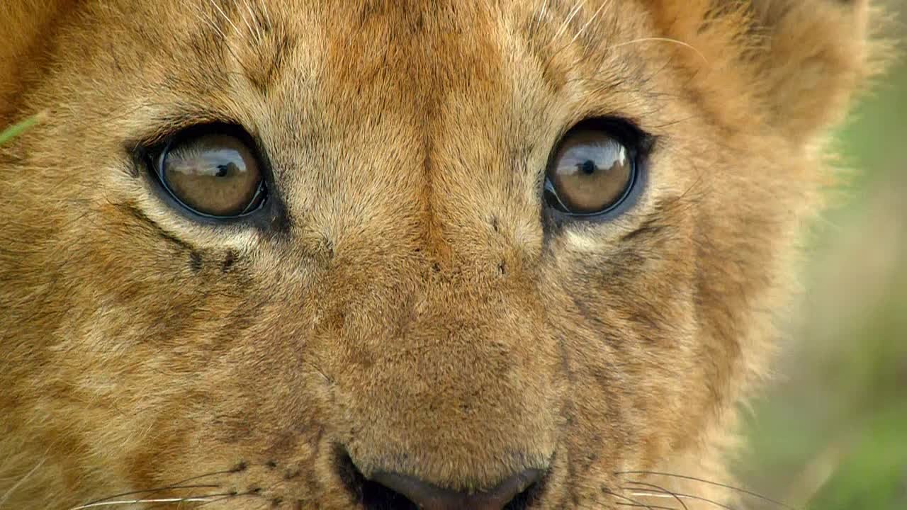 Малика, королева львов