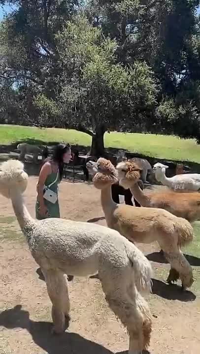 Развлечения