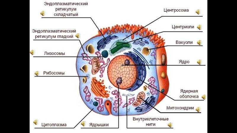 В. МИРОНОВА