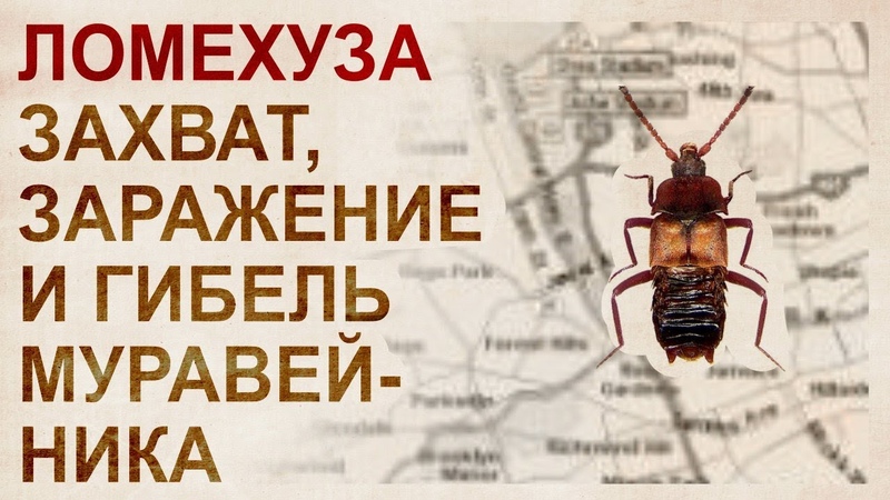 ЛОМЕХУЗЫ - ЗАХВАТЧИКИ....