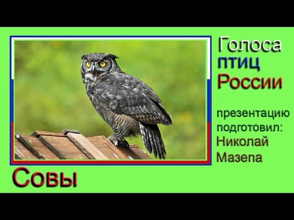 СОВУШКИ