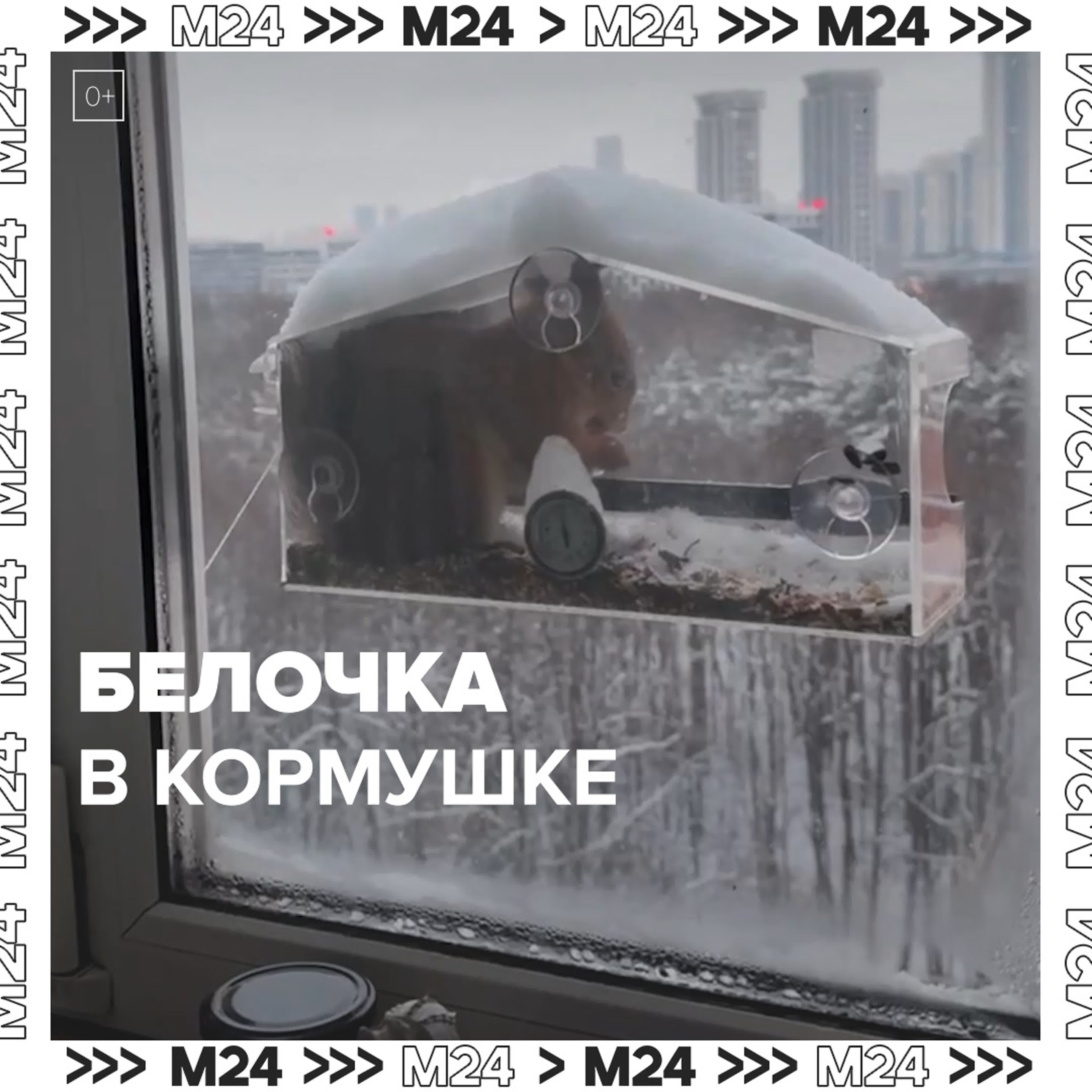 Видео с животными - Москва 24