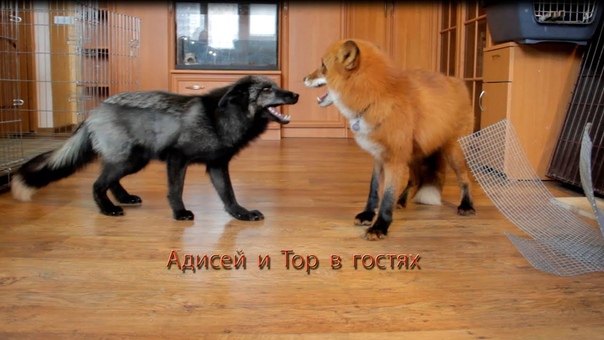 Зверюхи!!)))