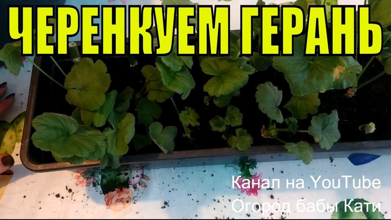цветы