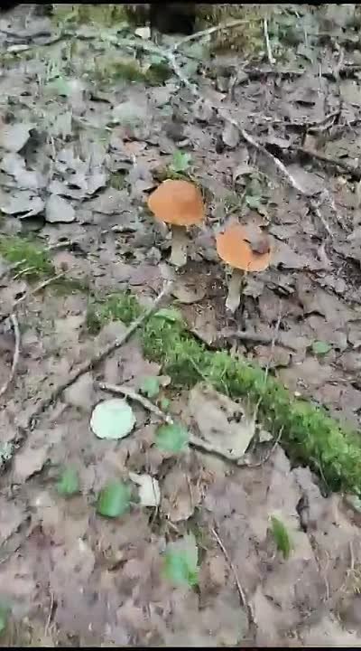 Семья