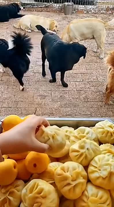 Зверьё моё....