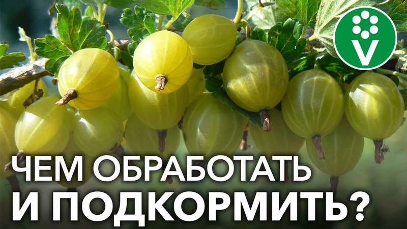 ОГОРОД