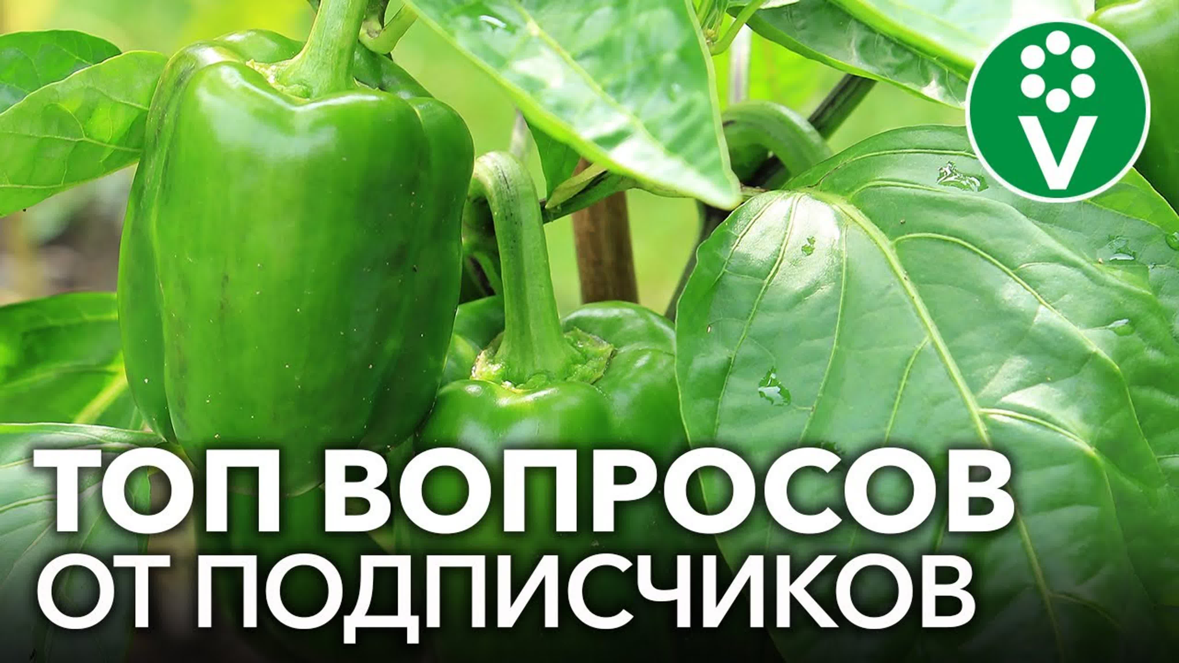 Ответы на вопросы