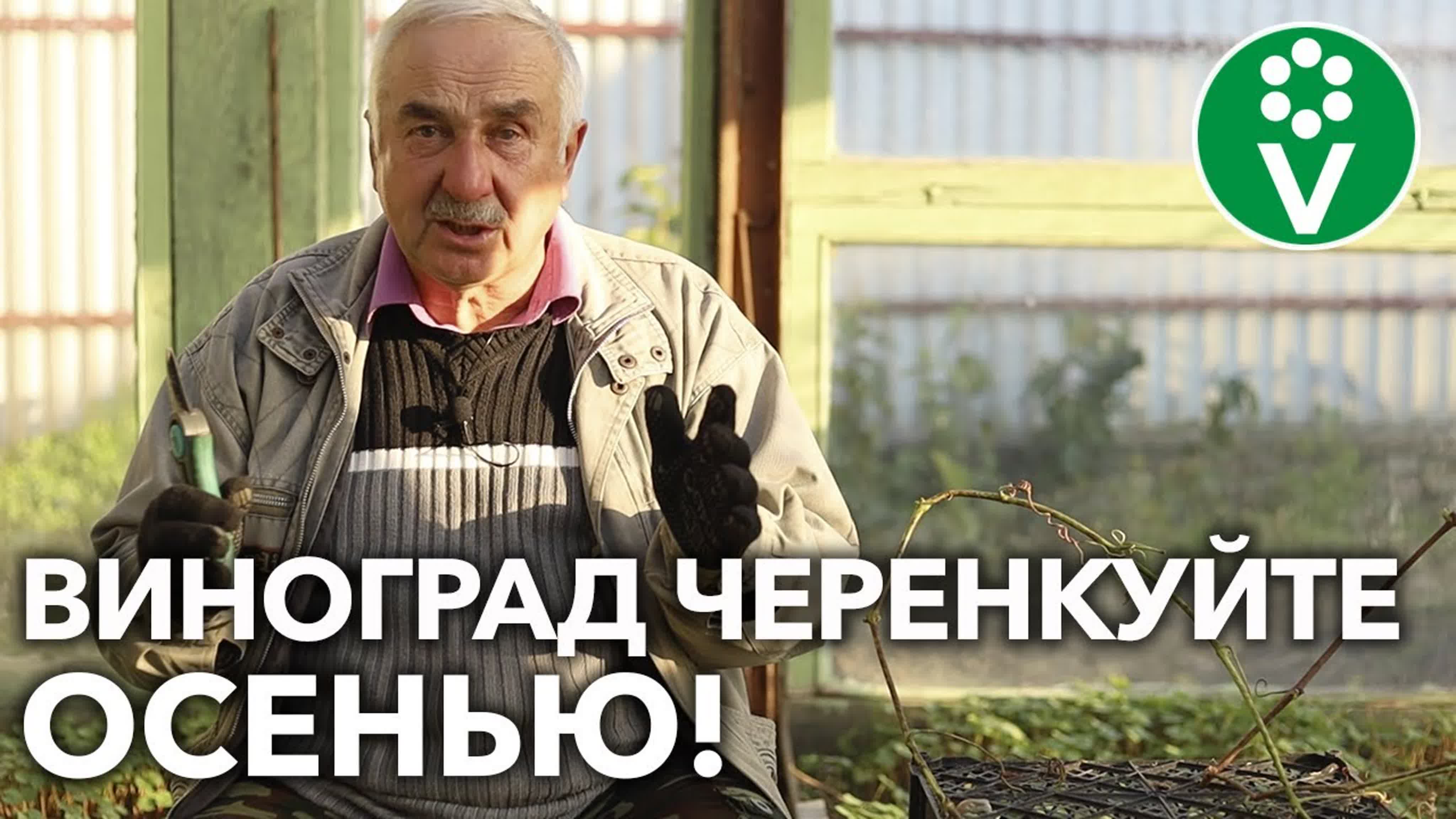 ВИНОГРАД