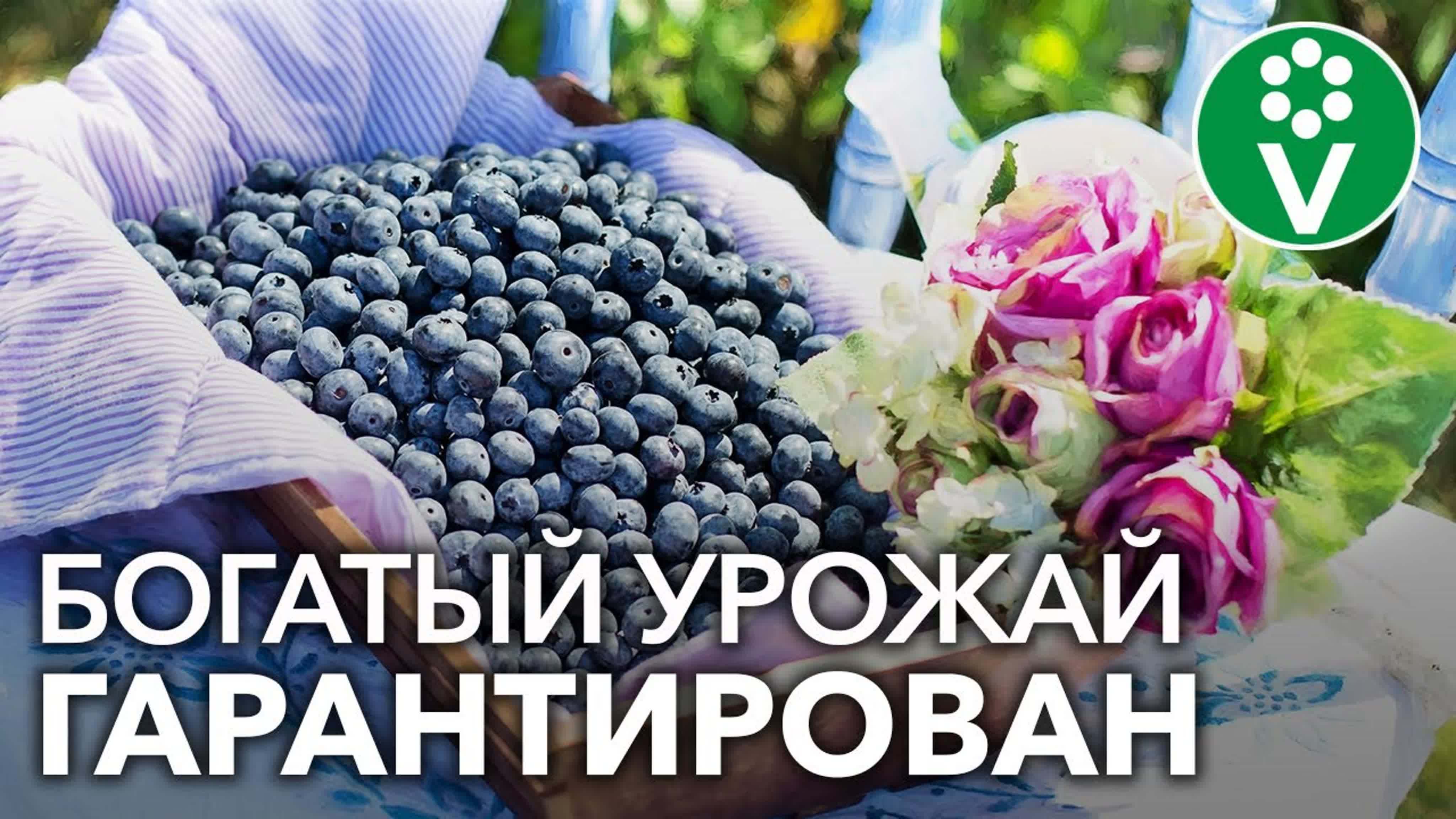 Голубика от А до Я