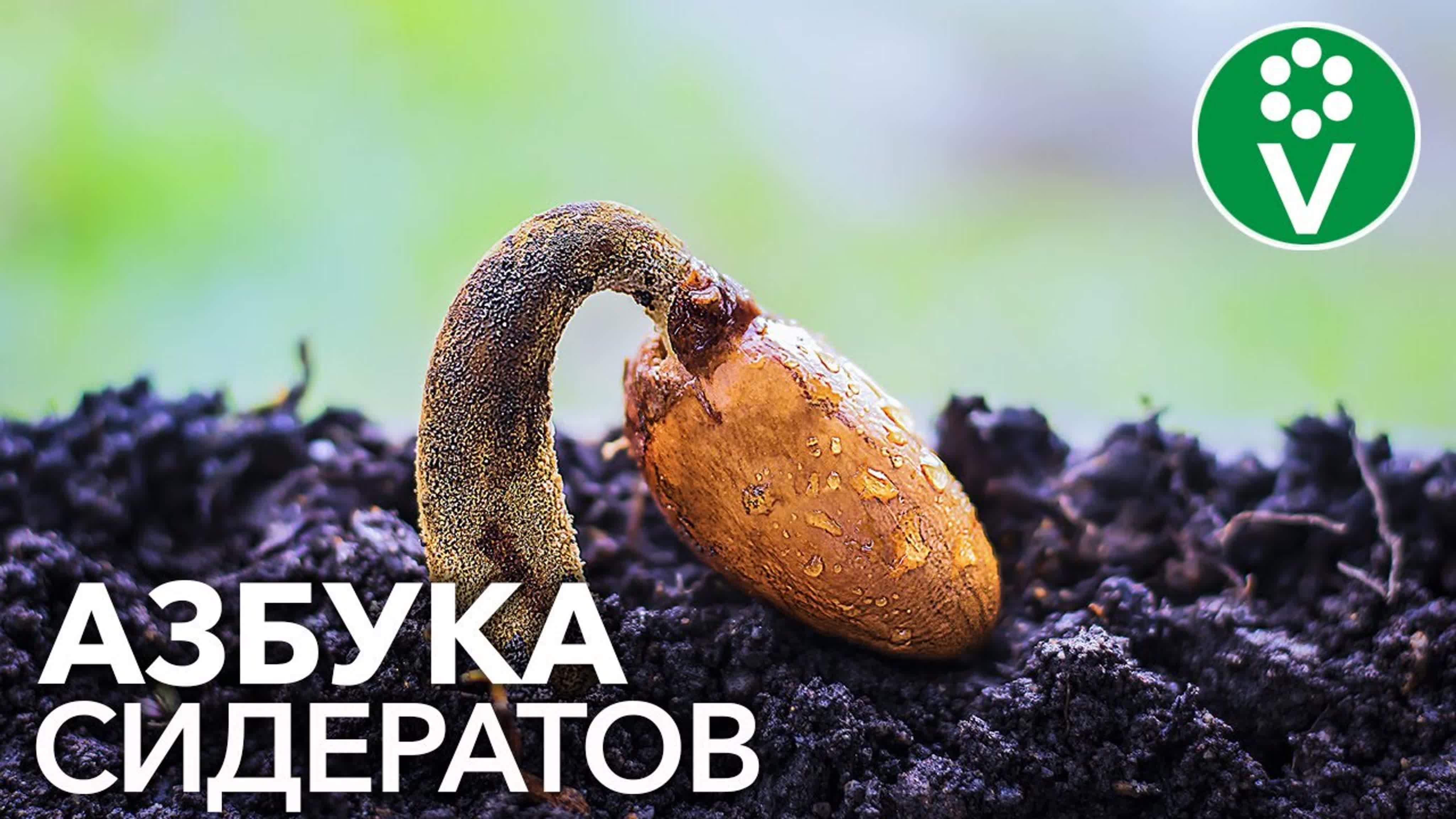 СИДЕРАТЫ И ПОВЫШЕНИЕ ПЛОДОРОДИЯ ПОЧВ