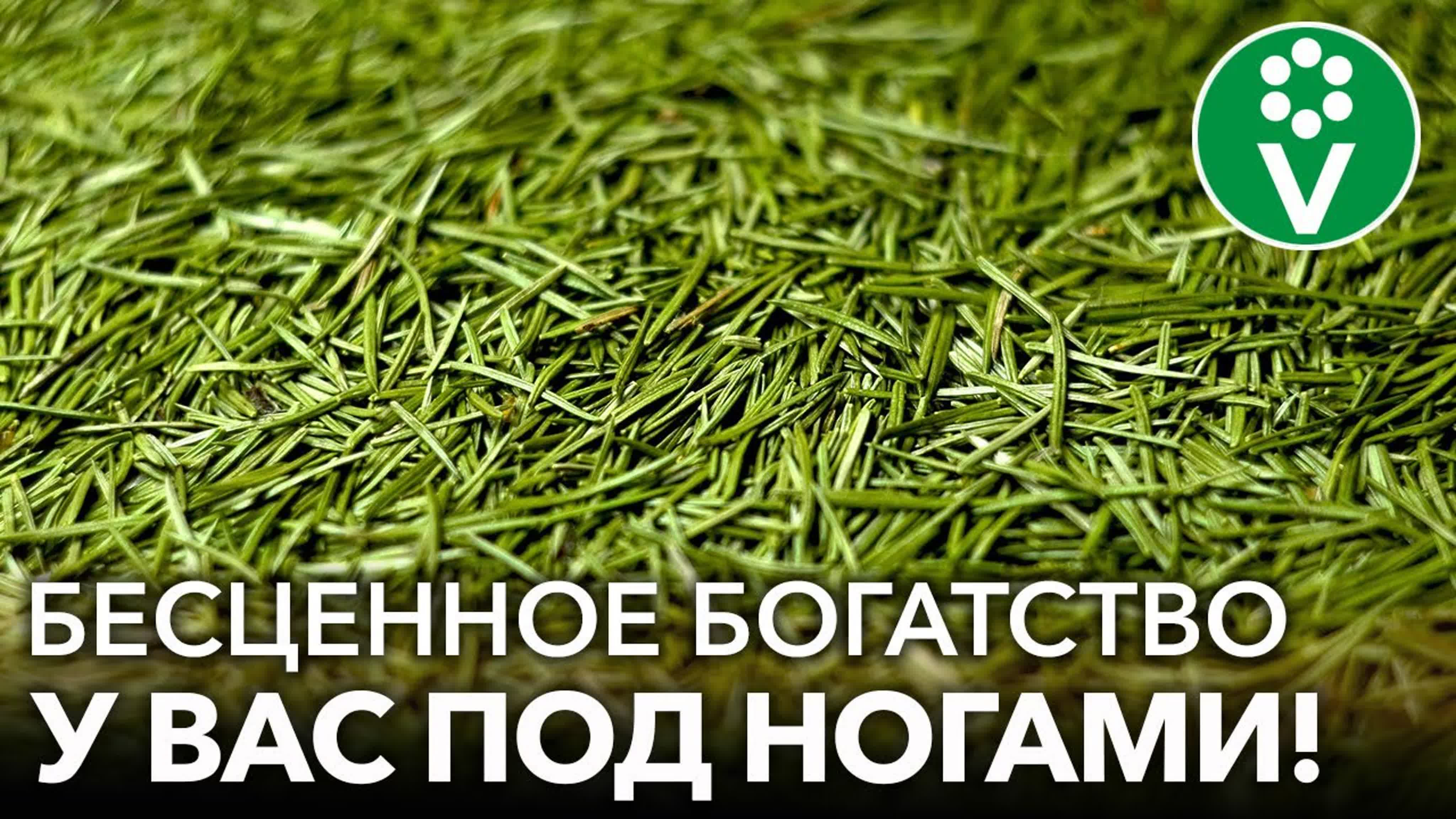 Хвойные растения от А до Я