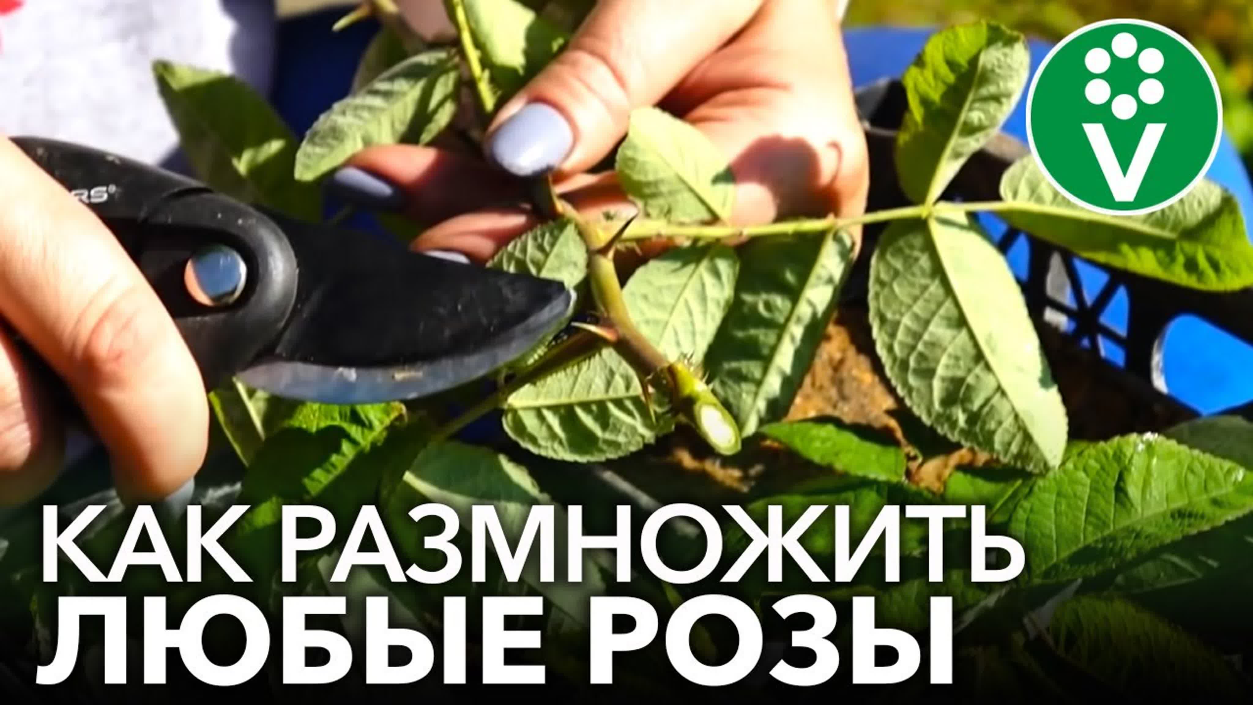 РОЗЫ