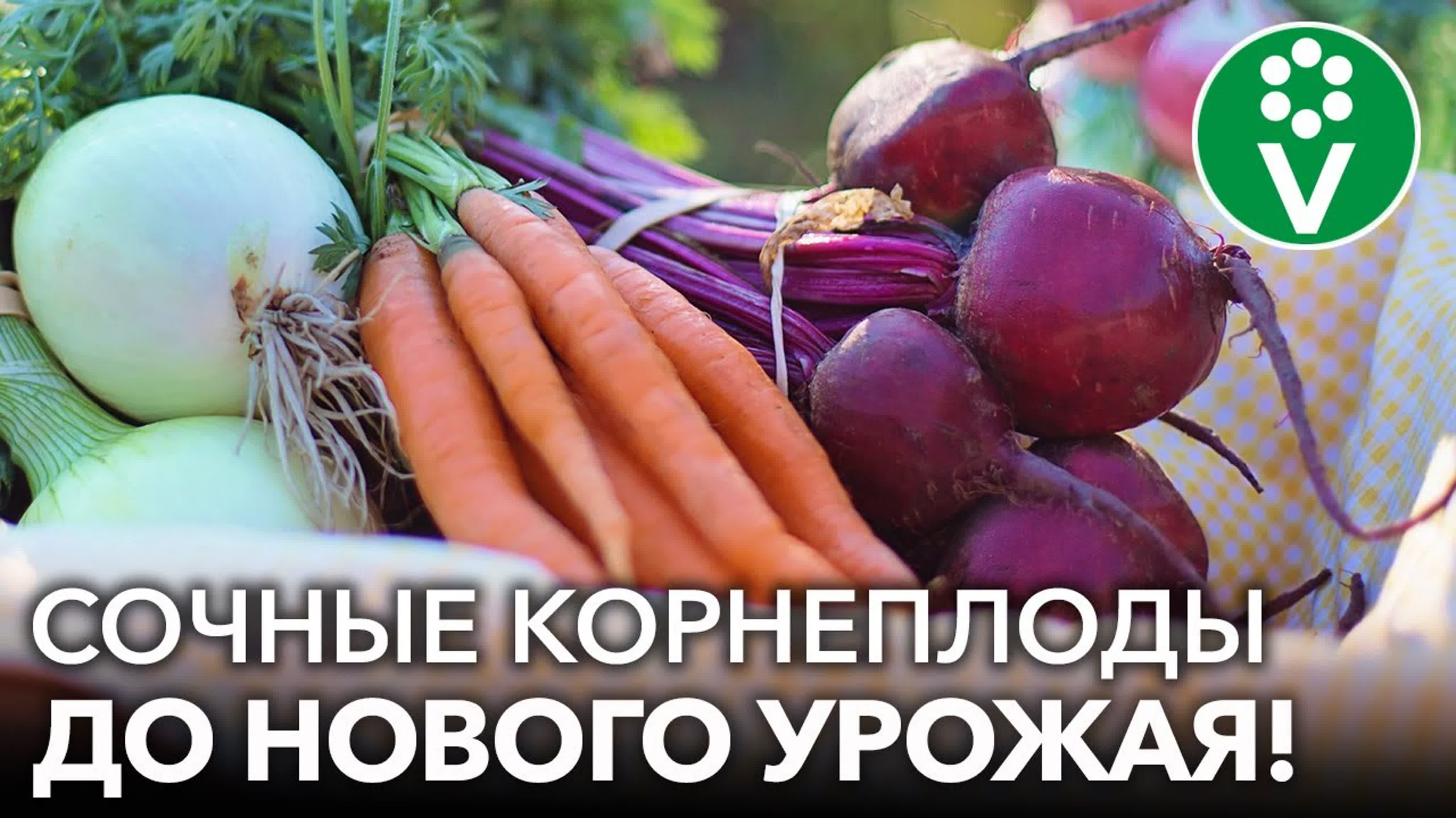Выращиваем МОРКОВЬ