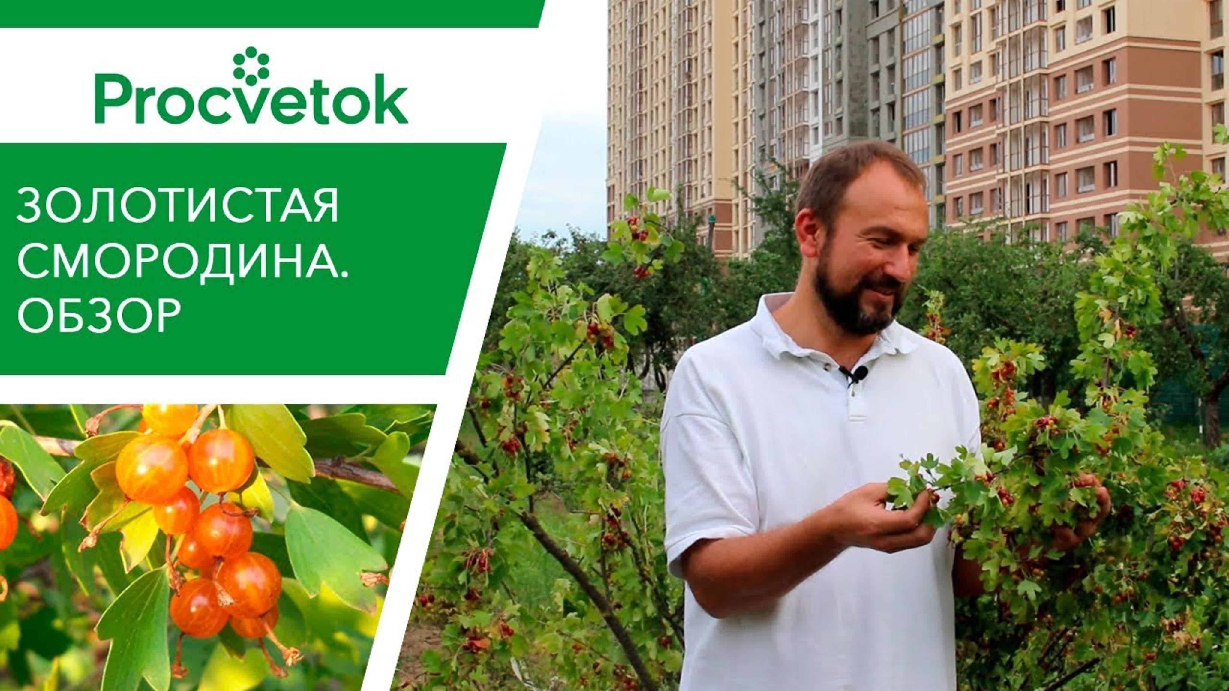 Смородина (уход, подкормки, обработки)