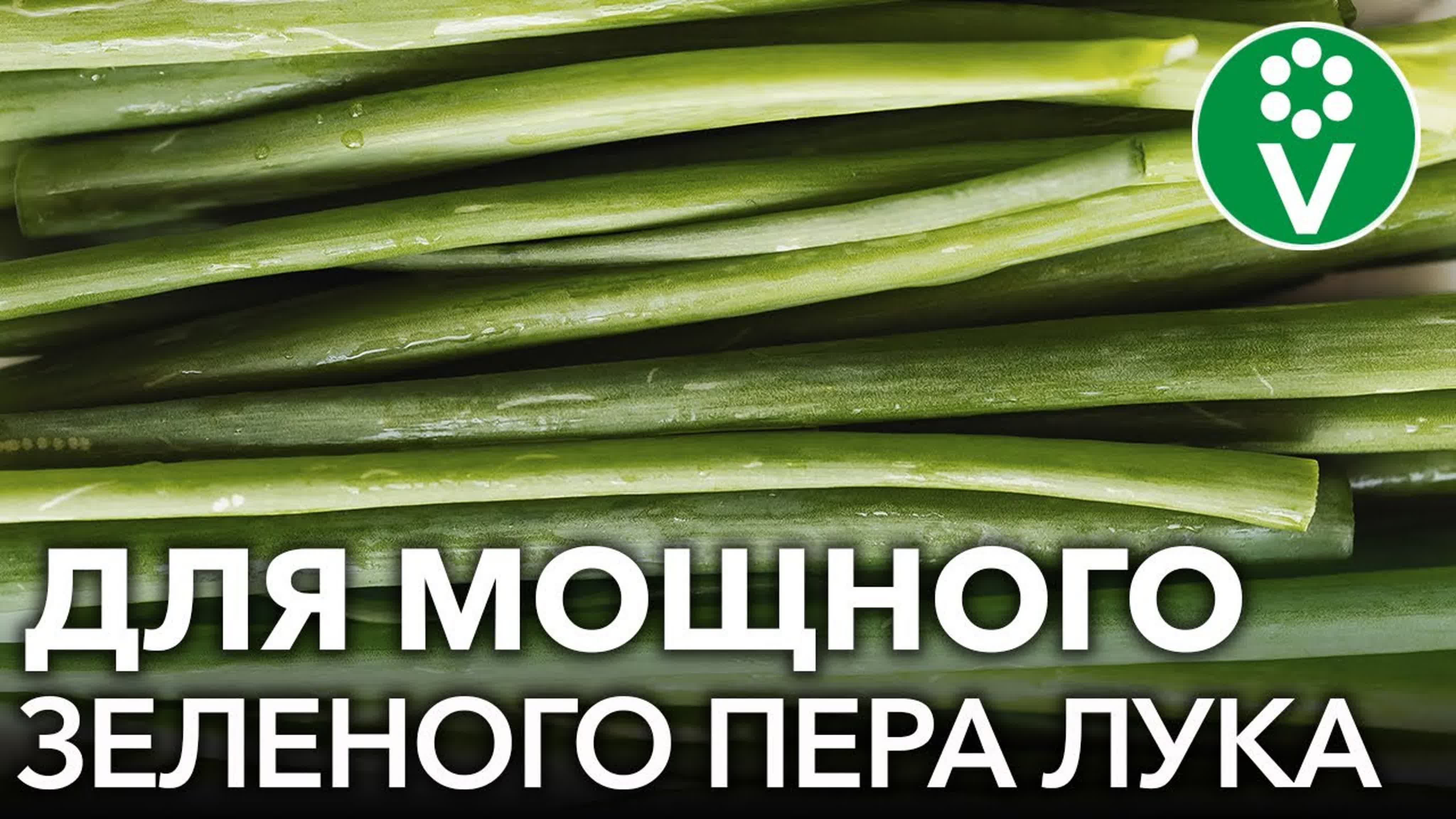 Луковые секреты