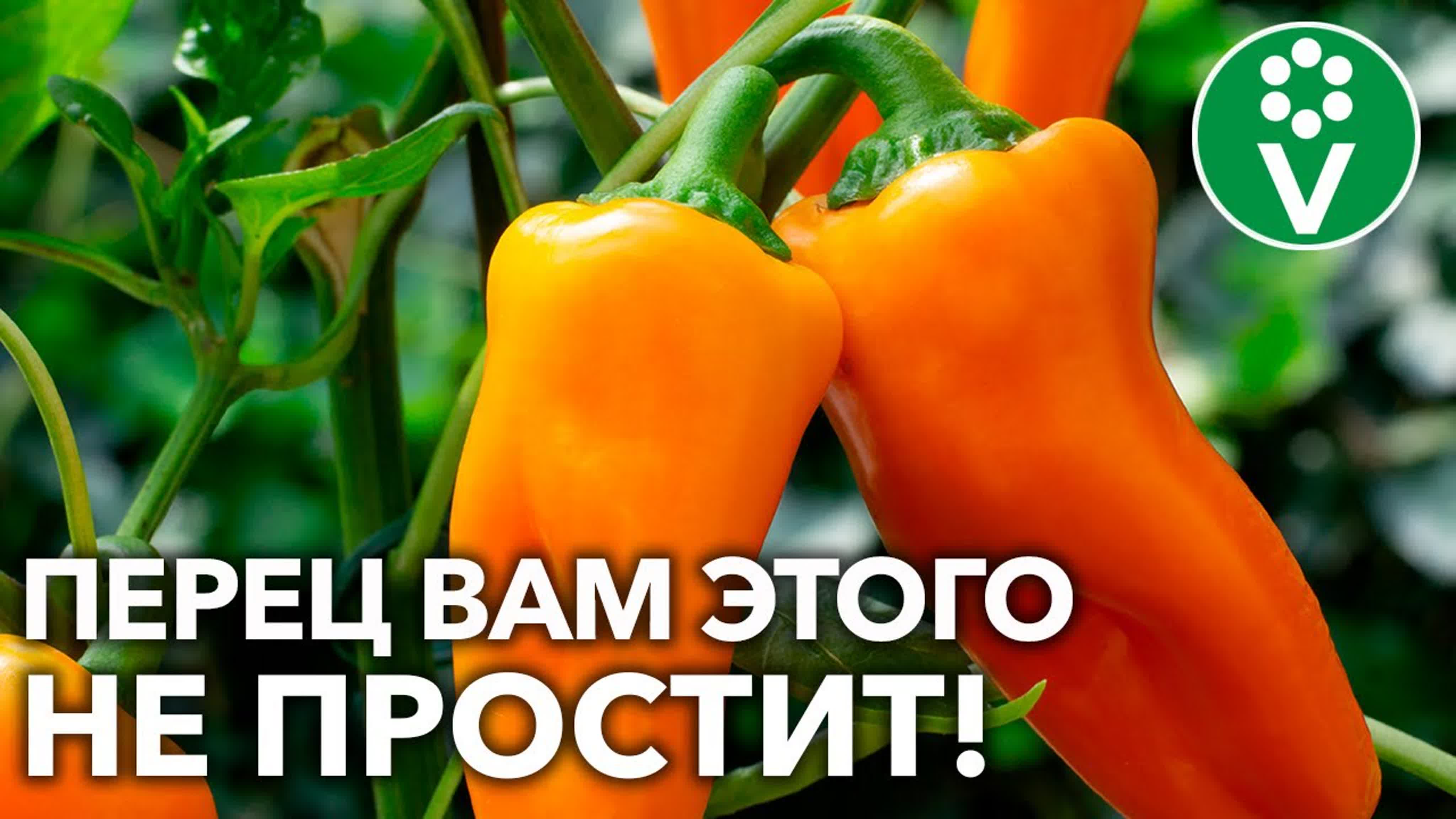 Выращиваем ПЕРЕЦ