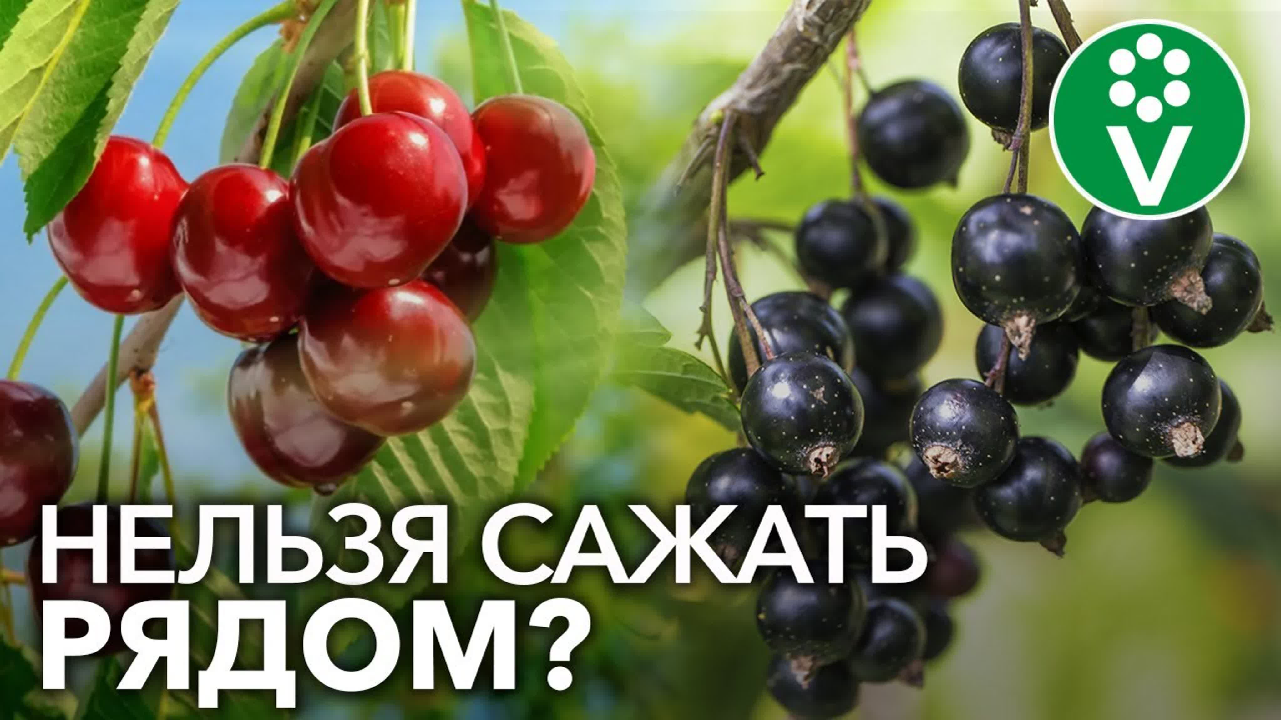 Плодовый сад