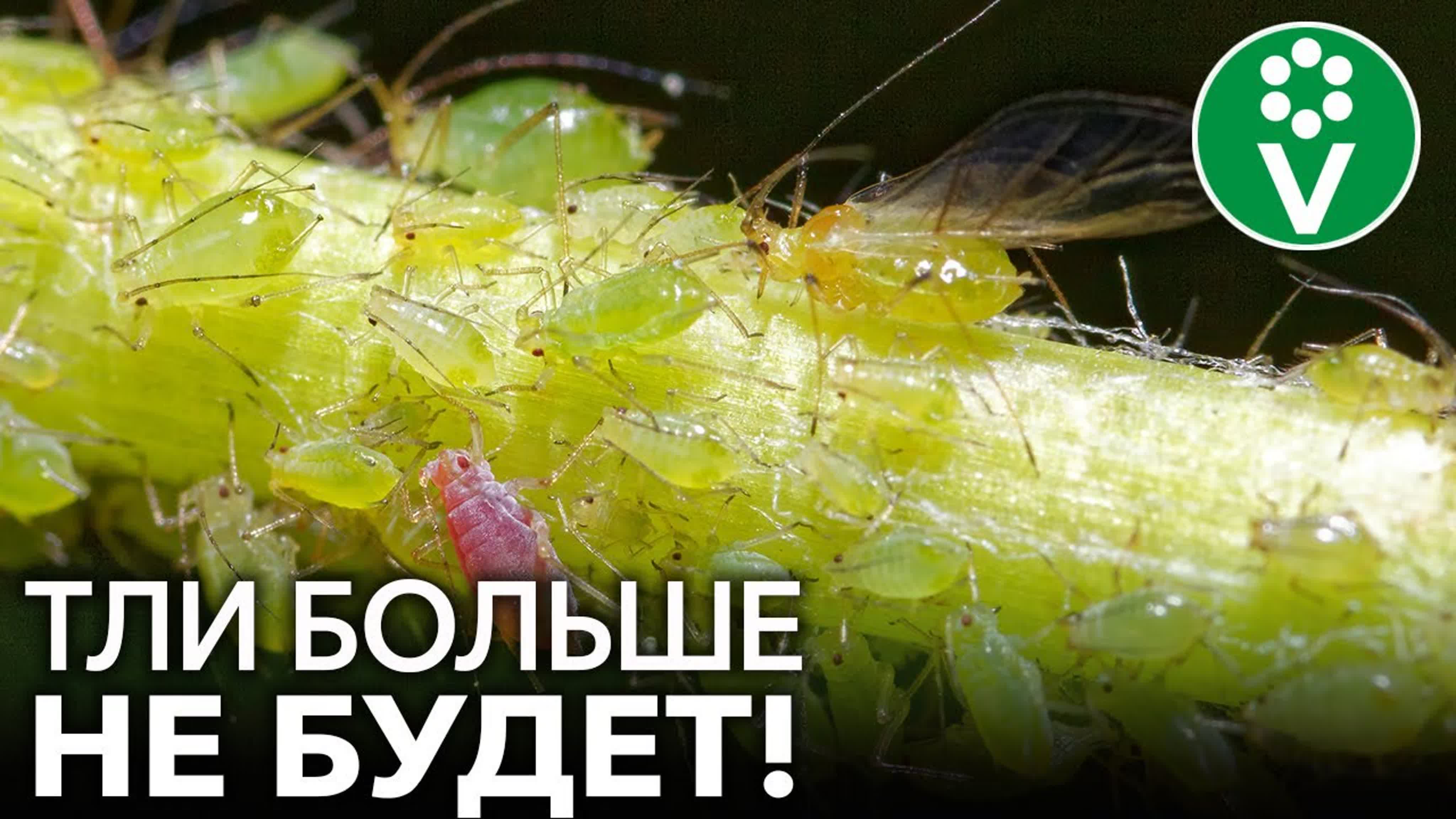 Вредители растений: найти и обезвредить