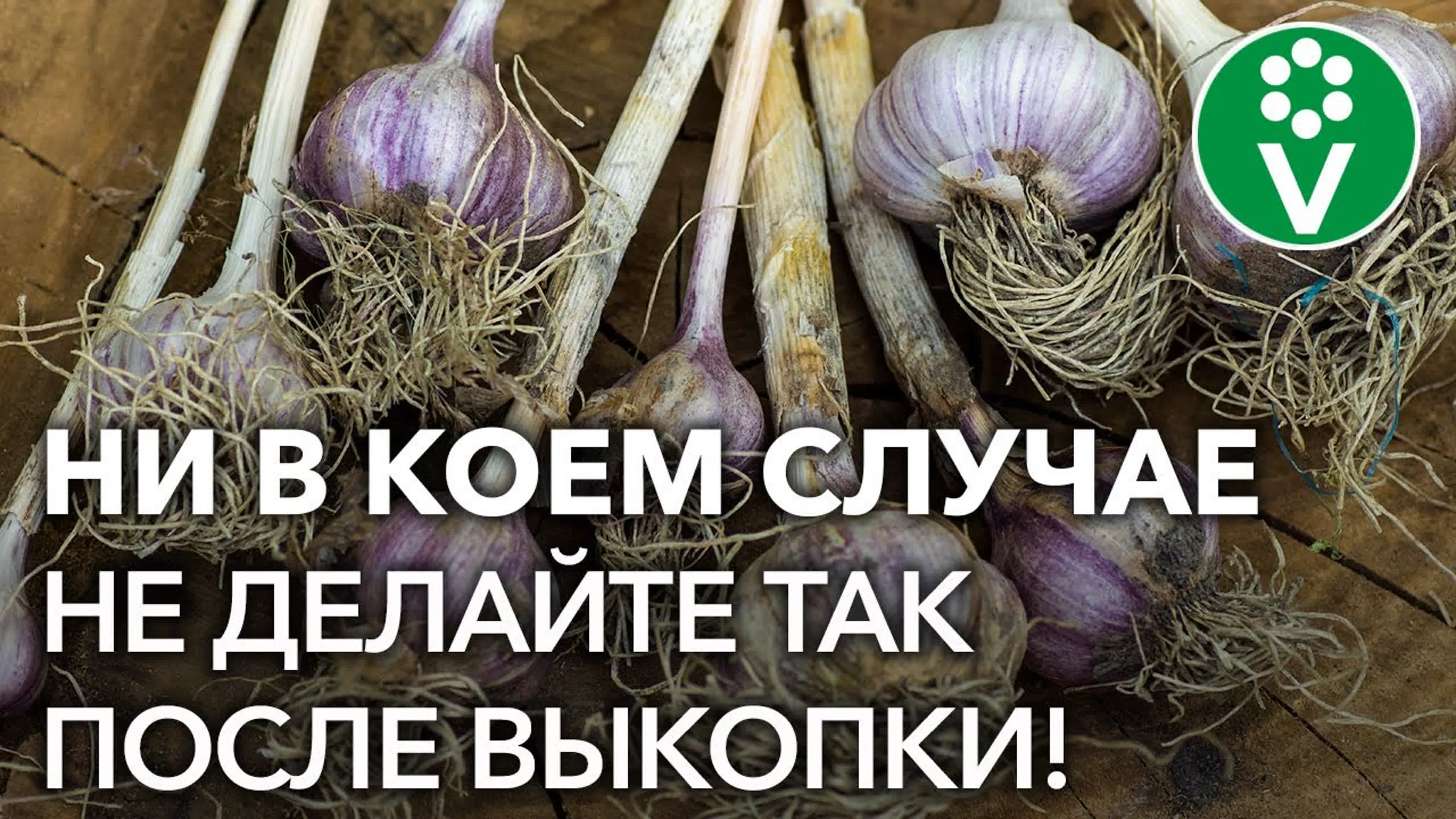 Про ЧЕСНОК
